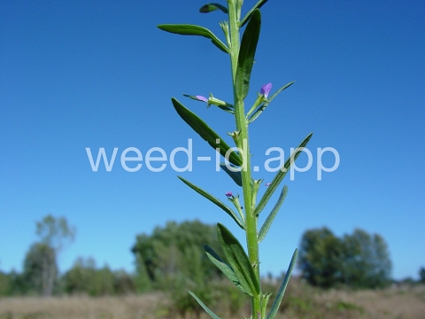 loosestrife, hyssop